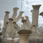 MBA graduate Shazia Sadaf builds Kashmir’s first exotic mushroom farm
