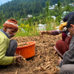 Bandipora’s Buthoo spring onions face weather blow, farmers seek government support