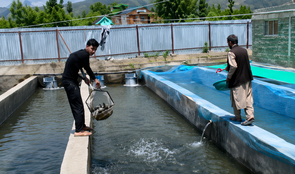 National fish farmers day 2026: Anantnag emerges as trout farming success story under HADP