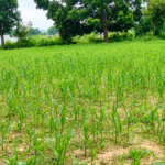 JKCIP scheme helps Jammu farmers combat water scarcity, boost agricultural productivity