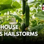 HADP Polyhouse Shields Pulwama Farmer from Hailstorms, Boosts Organic Farming