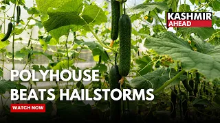 HADP Polyhouse Shields Pulwama Farmer from Hailstorms, Boosts Organic Farming