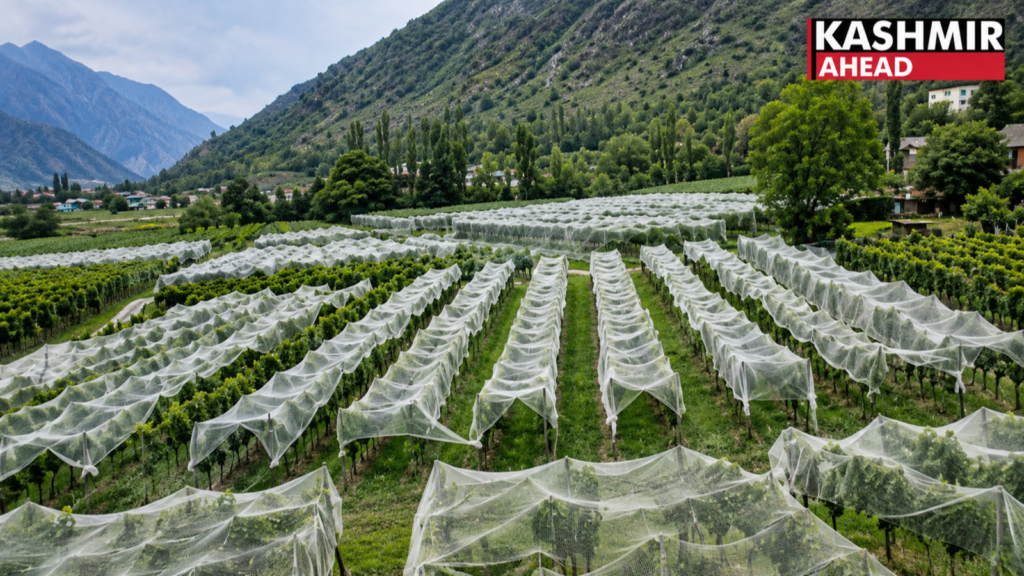 Repora Grapes harvest flourishes as better yield and strong market prices boost Kashmir farmers