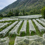 Repora Grapes harvest flourishes as better yield and strong market prices boost Kashmir farmers