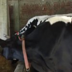 Dairy farming emerges as strong source of livelihood in Doda