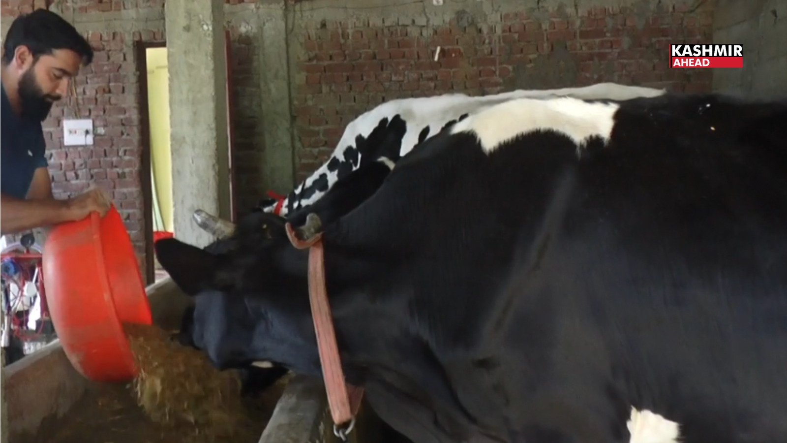 Dairy Farming