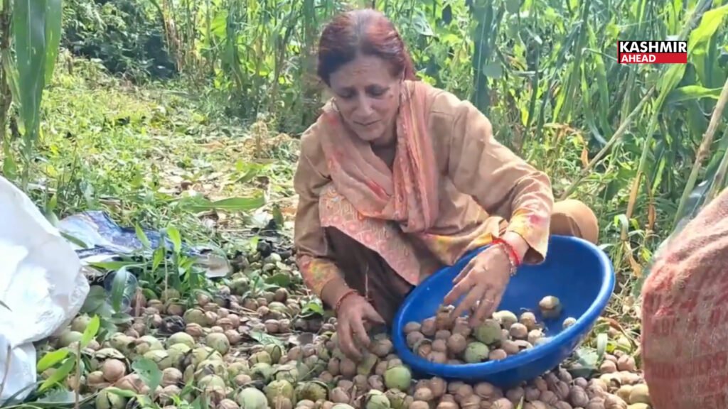 Walnut farming