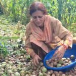 Walnut harvest begins in Bani, boosts farmer incomes