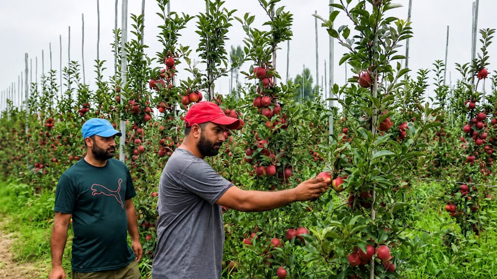 Bumper high-density apple harvest begins in Pulwama, growers urge patience for better returns