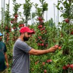 Bumper high-density apple harvest begins in Pulwama, growers urge patience for better returns