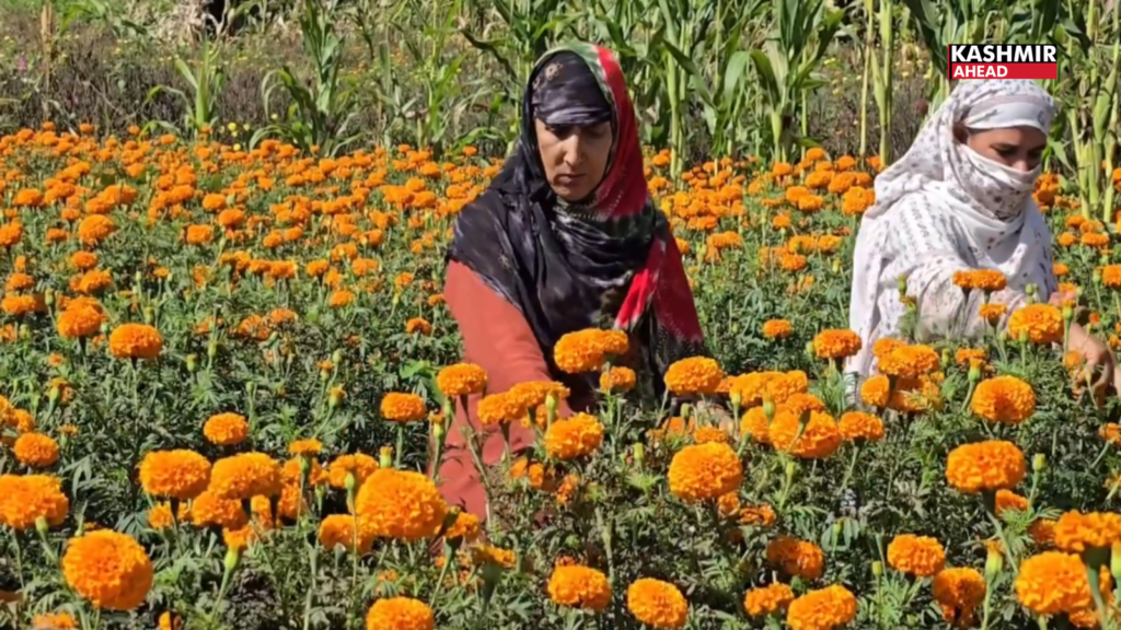 Gajoth village blooms into J&K’s “Marigold Capital”