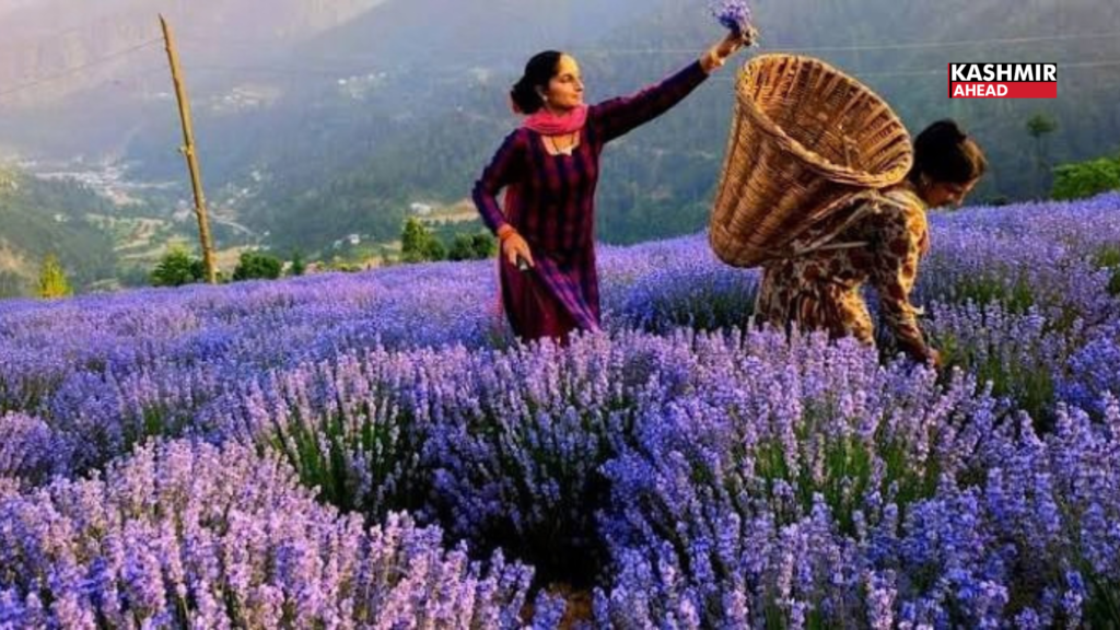 Lavender leads the way at JKTPO buyer–seller meet in Jammu
