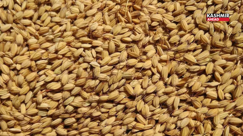 GI-Tagged Mushkbudji rice gains ground in Kashmir