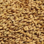 GI-Tagged Mushkbudji rice gains ground in Kashmir