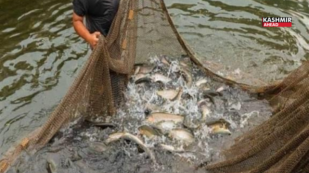 J&K’s livestock and fisheries sectors show steady growth over three years