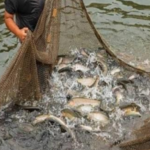 J&K’s livestock and fisheries sectors show steady growth over three years