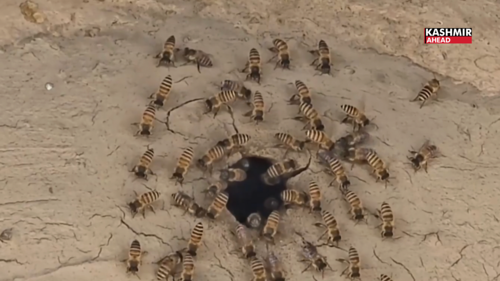 Father-Son duo preserve age-old tradition of wild beekeeping in Doda’s Gajothe village