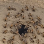 Father-Son duo preserve age-old tradition of wild beekeeping in Doda’s Gajothe village