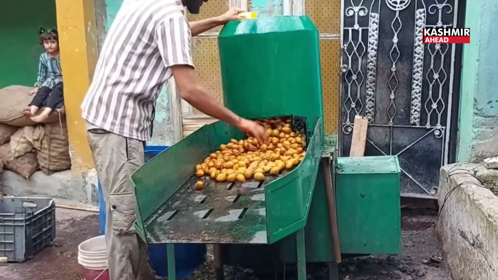 Walnut cultivation