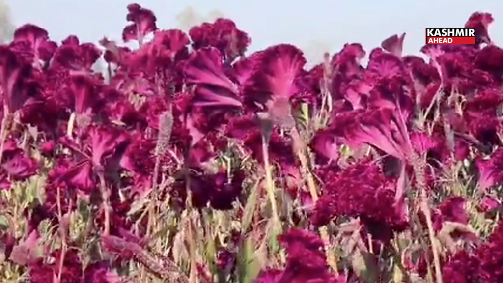 Srinagar farmers cultivate Mawal, the cockscomb flower that gives Wazwan its signature red