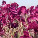 Srinagar farmers cultivate Mawal, the cockscomb flower that gives Wazwan its signature red