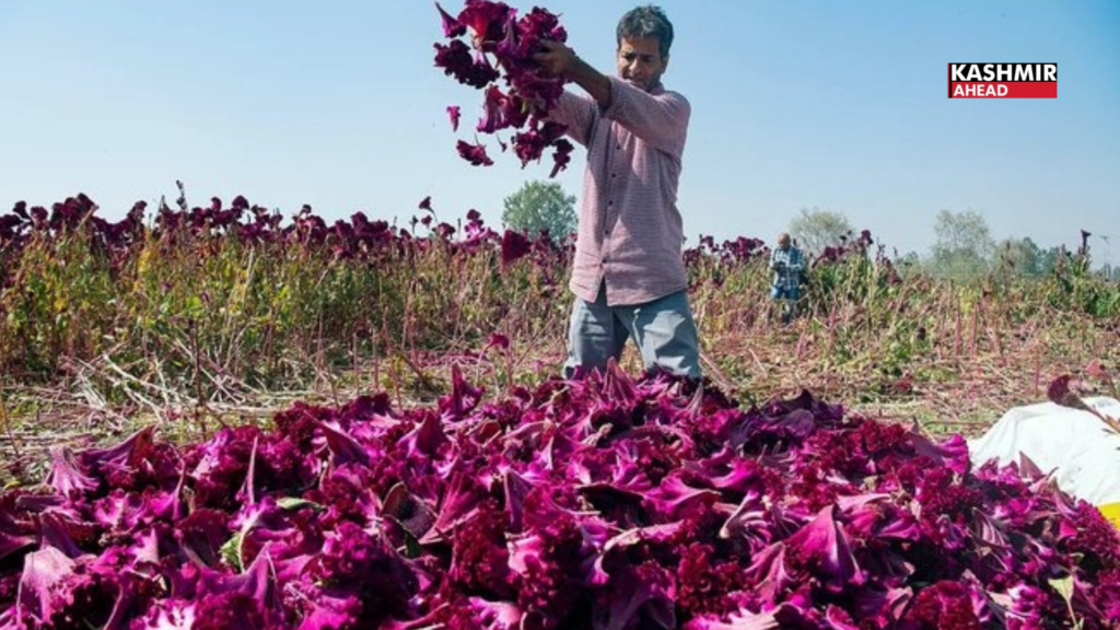 Mawal: Kashmir’s traditional Crimson colour