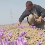 Pampore Saffron farmer  welcomes 24th PM-KISAN instalment