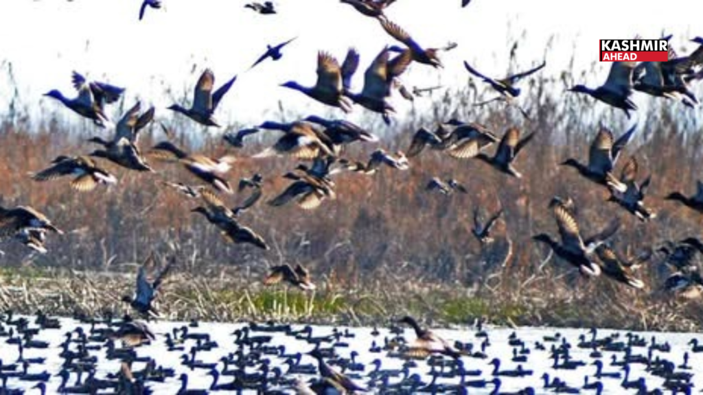 Jammu & Kashmir wetlands gear up for migratory birds as wildlife department issues advisory