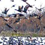 Jammu & Kashmir wetlands gear up for migratory birds as wildlife department issues advisory