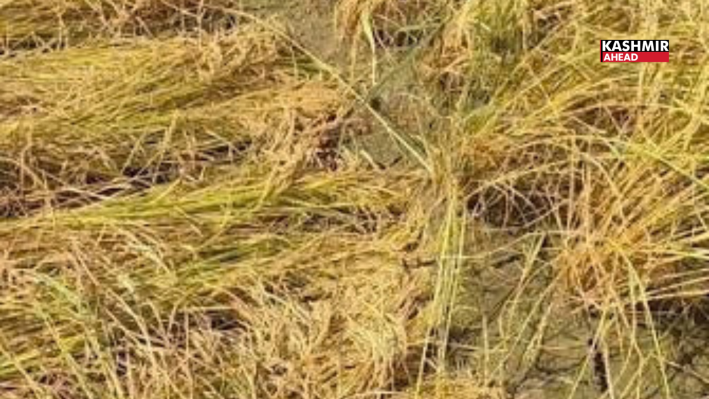 Paddy harvesting begins in Kulgam as farmers express satisfaction over crop quality