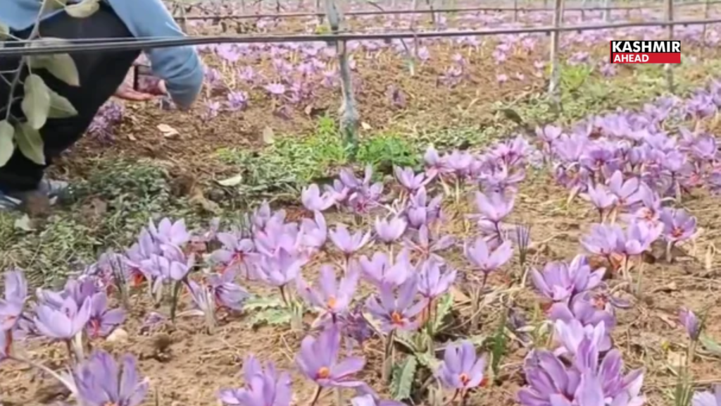 Pampore farmer grows Saffron between Apple rows, and year two looks promising