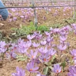 Pampore farmer grows Saffron between Apple rows, and year two looks promising