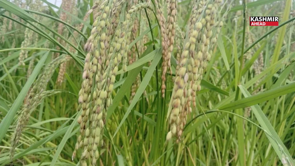Kashmiri farmer Zafar Ahmad Bhat honoured for preserving GI-Tagged Mushk Budji rice