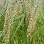 Kashmiri farmer Zafar Ahmad Bhat honoured for preserving GI-Tagged Mushk Budji rice