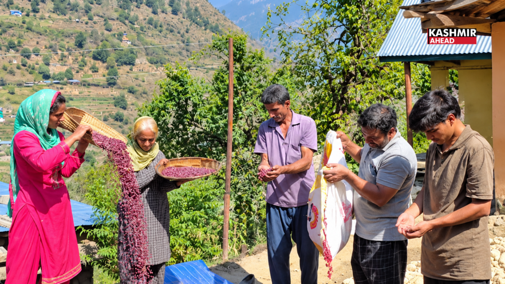 GI-Tagged Bhaderwah Rajmash harvest begins, farmers hope for a bumper yield
