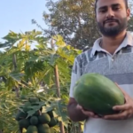 Kathua youth turns to Papaya farming, sets an example for others