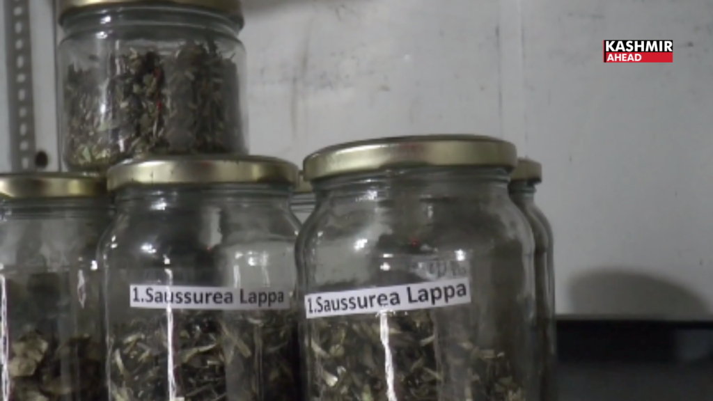 Bhaderwah IHAMP promotes medicinal plant cultivation