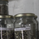 Bhaderwah IHAMP promotes medicinal plant cultivation