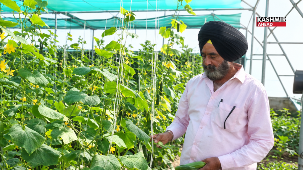 Jammu farmer Gurnam Singh cultivates premium seedless Cucumbers, earns higher returns through polyhouse farming