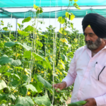 Jammu farmer Gurnam Singh cultivates premium seedless Cucumbers, earns higher returns through polyhouse farming