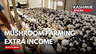 Mushroom Farming: A Source of Additional Income for Farmers
