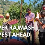 GI-Tagged Bhaderwah Rajmash Harvest Begins, Hopes Rise for Bumper Yield