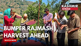 GI-Tagged Bhaderwah Rajmash Harvest Begins, Hopes Rise for Bumper Yield