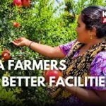 Anardana Harvesting Underway in Doda, Farmers Seek Processing Facility