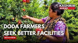 Anardana Harvesting Underway in Doda, Farmers Seek Processing Facility