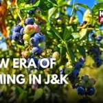 Progressive Farmer Fayaz Ahmad Sheikh Introduces Blueberry Cultivation in Jammu and Kashmir