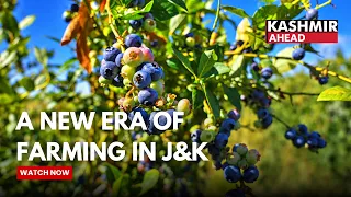 Progressive Farmer Fayaz Ahmad Sheikh Introduces Blueberry Cultivation in Jammu and Kashmir