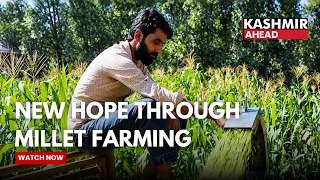 Millet Farming Brings New Hope to Majalta, Udhampur