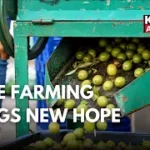 Olive Cultivation Opens New Income Opportunities for Doda Farmers