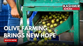 Olive Cultivation Opens New Income Opportunities for Doda Farmers